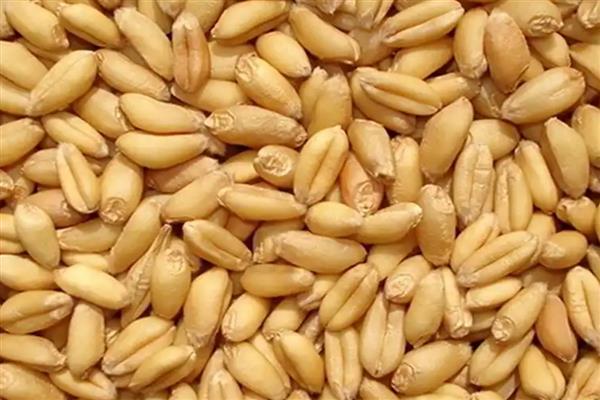 小麦的亩产量，亩产量通常为800-1000斤左右