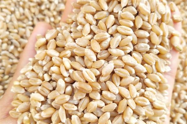 小麦的亩产量，亩产量通常为800-1000斤左右