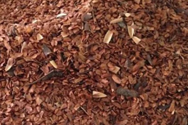 香椿芽的上市时间，只有春季会上市