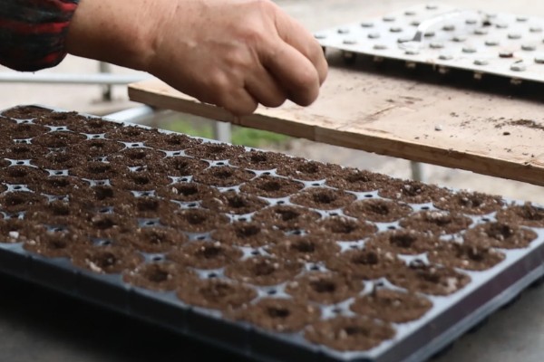 香椿芽的上市时间，只有春季会上市