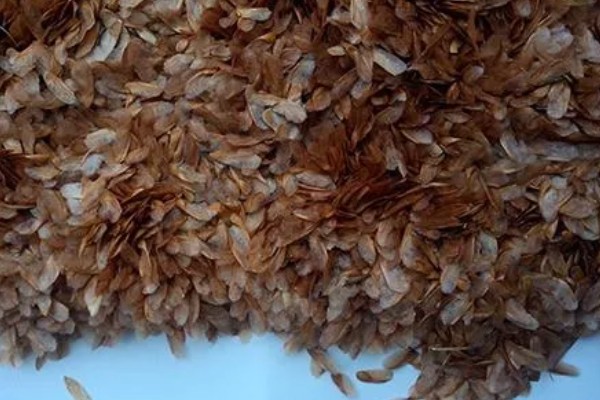 香椿芽的上市时间，只有春季会上市