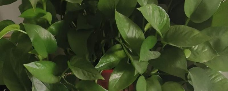 绿萝如何养护，施肥首选含氮多的液体花肥