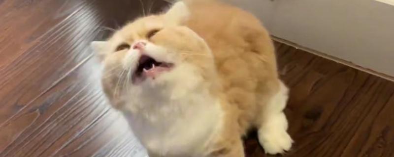 猫咪为什么打喷嚏,可能是患有鼻窦炎、病毒性鼻气管炎等疾病