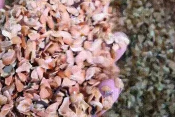 香椿芽的上市时间，只有春季会上市