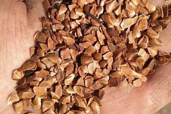 香椿芽的上市时间，只有春季会上市