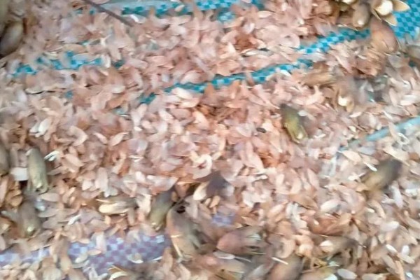 香椿芽的上市时间，只有春季会上市