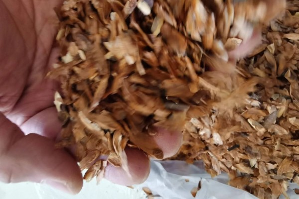 香椿芽的上市时间，只有春季会上市