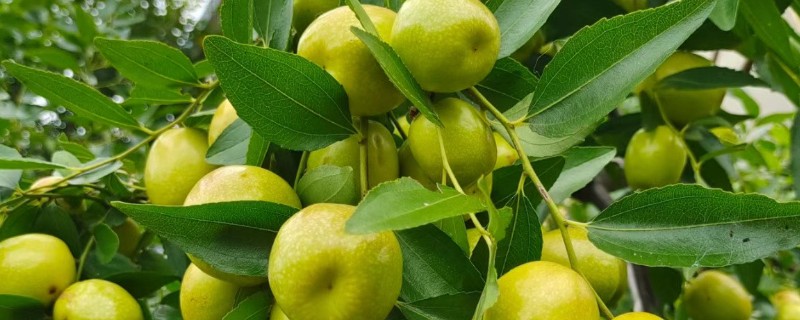 为何家中不能种枣树，因为家中通风和光照均不足