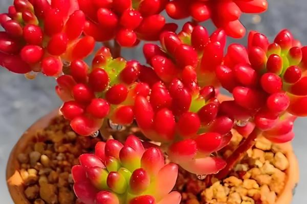 虹之玉的作用，可净化空气