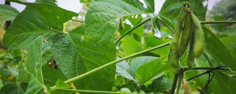 毛豆一年能种几茬，一年可以种植三茬