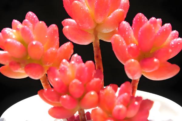 虹之玉的作用，可净化空气