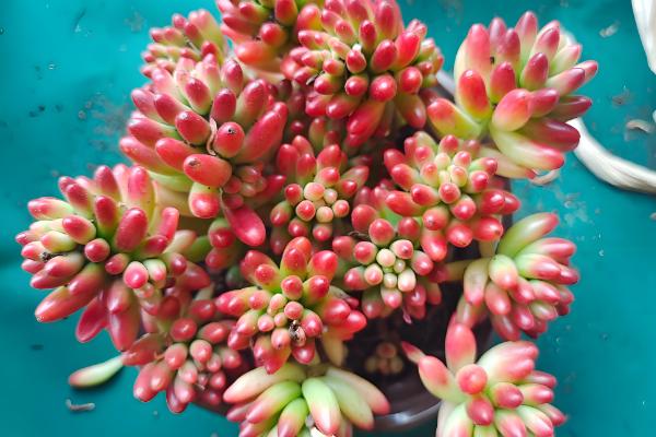 虹之玉的作用，可净化空气