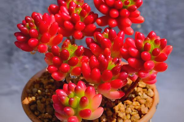 虹之玉的作用，可净化空气