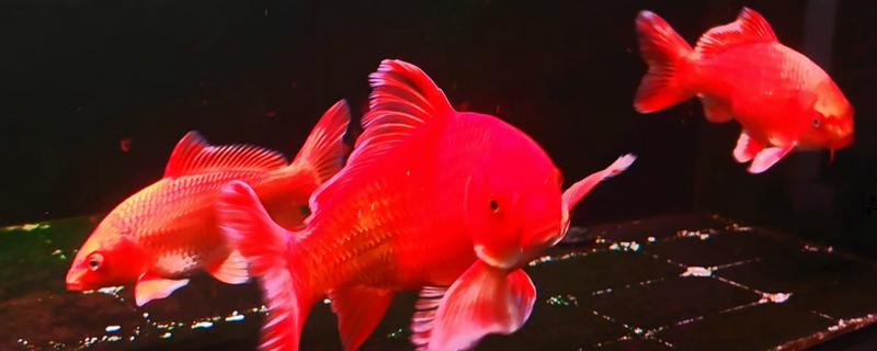 蝴蝶鲤的原产地，原产于中亚细亚