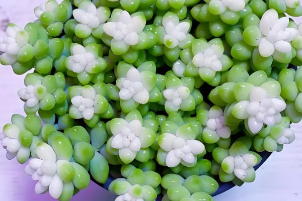 有什么盆景植物，以下10种都很常见