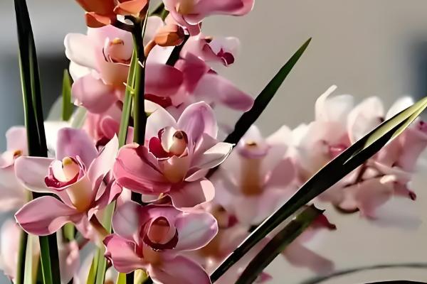 有什么盆景植物，以下10种都很常见