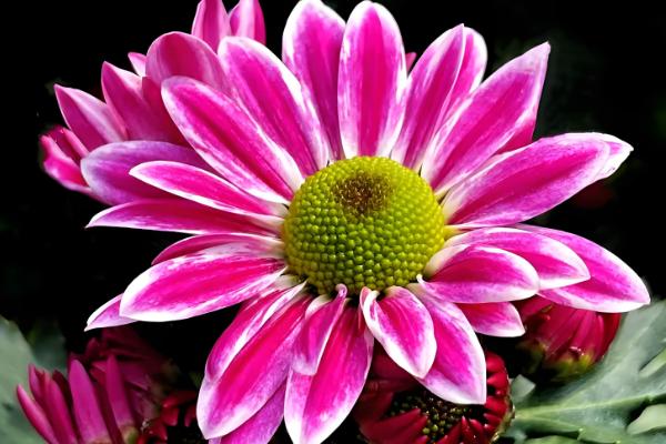 有什么盆景植物，以下10种都很常见