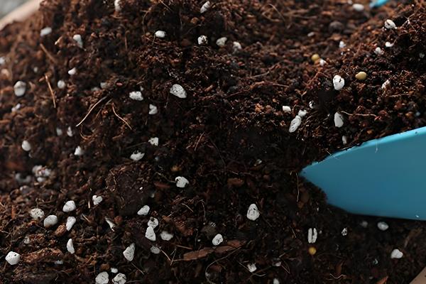 有什么盆景植物，以下10种都很常见