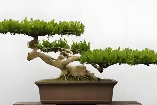 有什么盆景植物，以下10种都很常见