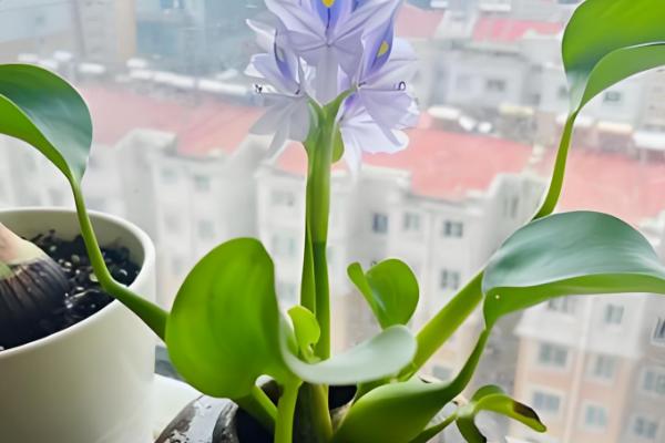 有什么盆景植物，以下10种都很常见