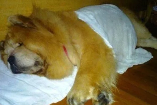 如何辨别狗是否脑出血，会突然昏迷或休克