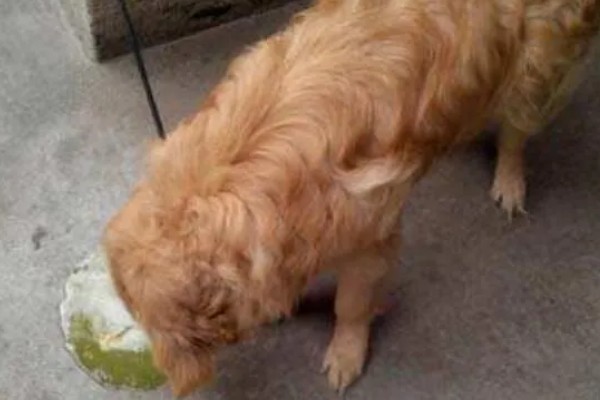 如何辨别狗是否脑出血，会突然昏迷或休克