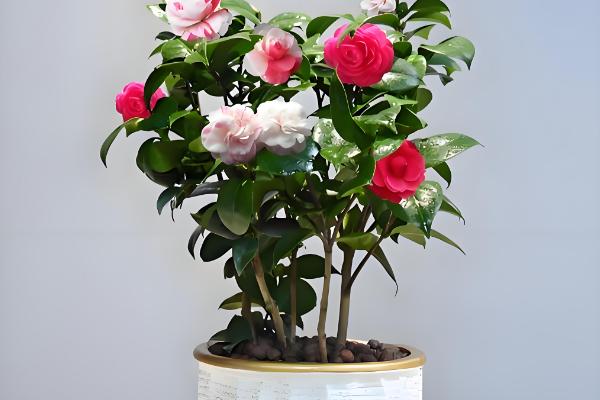 有什么盆景植物，以下10种都很常见