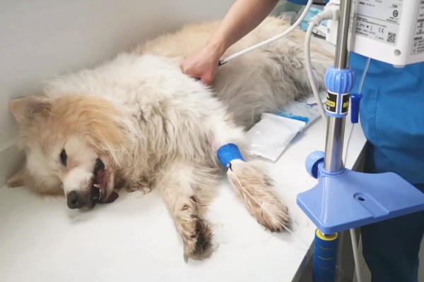 如何辨别狗是否脑出血，会突然昏迷或休克