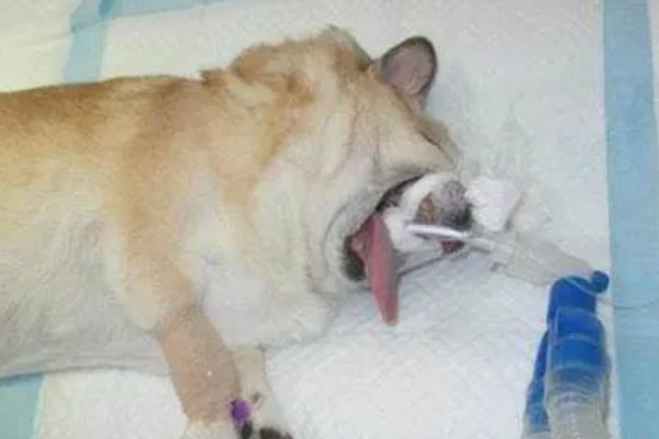 如何辨别狗是否脑出血，会突然昏迷或休克