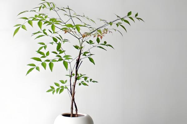 有什么盆景植物，以下10种都很常见