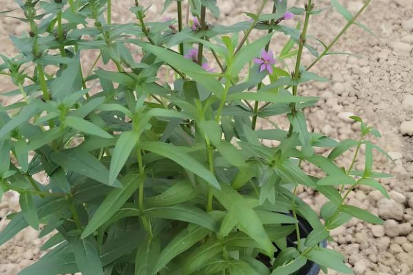 有什么盆景植物，以下10种都很常见