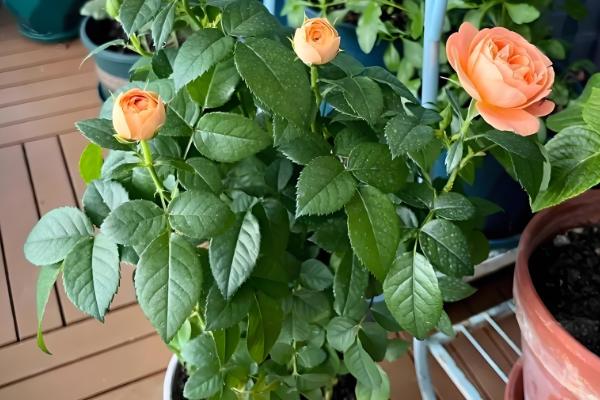 有什么盆景植物，以下10种都很常见