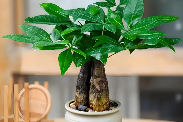 有什么盆景植物，以下10种都很常见