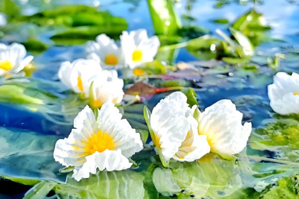 有什么盆景植物，以下10种都很常见