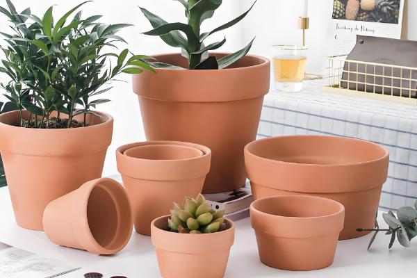 有什么盆景植物，以下10种都很常见