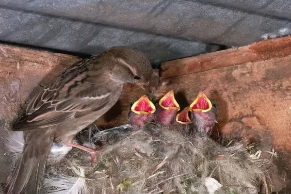麻雀是胎生吗，鸟类是卵生繁殖