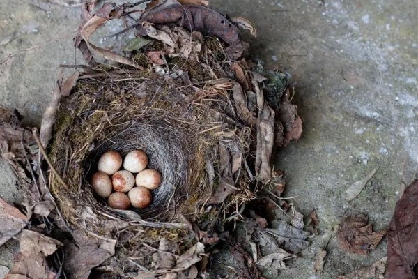 麻雀是胎生吗，鸟类是卵生繁殖