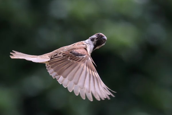 麻雀是胎生吗，鸟类是卵生繁殖