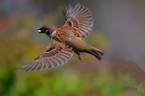 麻雀是胎生吗，鸟类是卵生繁殖