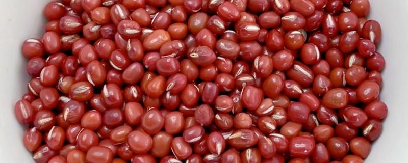 红豆里面出现黑色虫子怎么办,放在阴凉通风处它会自行爬出