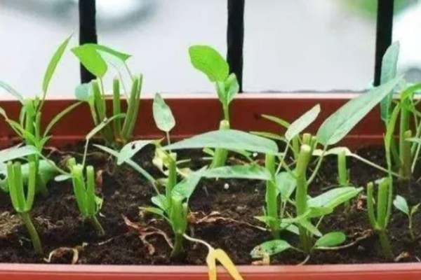 空心菜的盆栽扦插方法，可在5-6月份进行