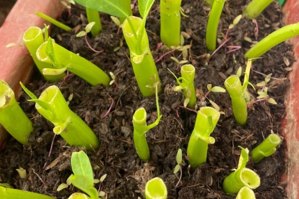 空心菜的盆栽扦插方法，可在5-6月份进行