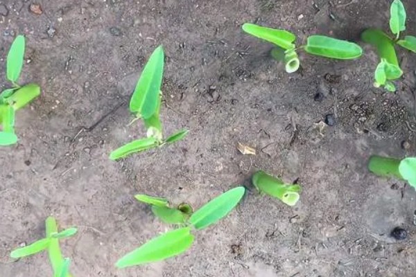 空心菜的盆栽扦插方法，可在5-6月份进行