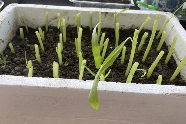 空心菜的盆栽扦插方法，可在5-6月份进行