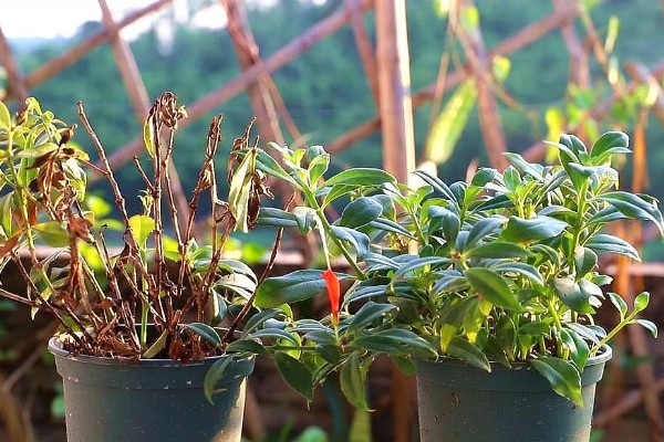 金鱼草要经常浇水吗,每隔3-5天浇一次