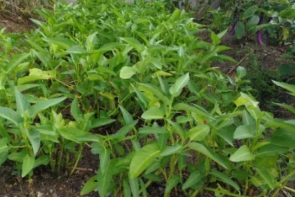 空心菜的盆栽扦插方法，可在5-6月份进行