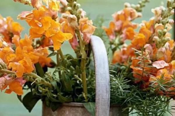 金鱼草要经常浇水吗,每隔3-5天浇一次