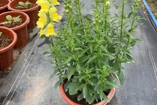 金鱼草要经常浇水吗,每隔3-5天浇一次