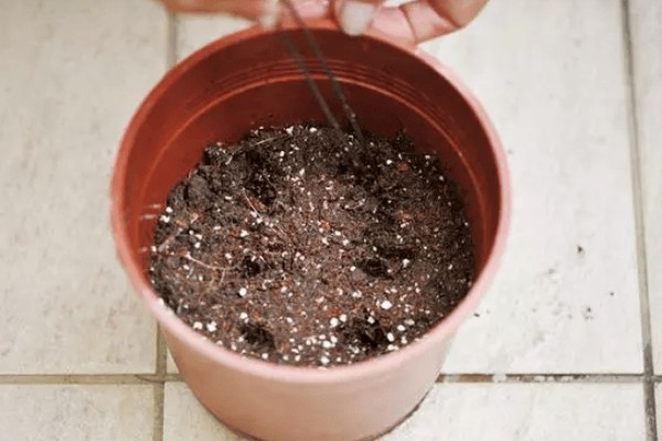 金鱼草要经常浇水吗,每隔3-5天浇一次