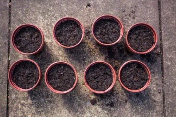 金鱼草要经常浇水吗,每隔3-5天浇一次